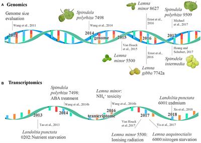 Genomes and Transcriptomes of Duckweeds